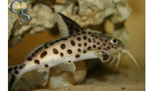 Synodontis petricola